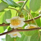 果樹苗 キウイ 苗木 キウイ オス木 