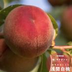 ショッピング桃 桃 果樹 苗木 花 モモ 浅間白桃 あさまはくとう 1年生 接木 4.5号 13.5cm ポット 春 落葉樹 もも 鉢植え プランター