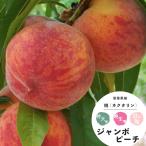  фруктовое дерево рассада Momo саженец jumbo pi-chi1 год сырой контактный дерево 4.5 номер (13.5cm) pot рассада фруктовое дерево саженец листопадные растения ..