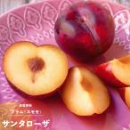  фруктовое дерево рассада чернослив саженец солнечный ta Rosa 2~3 год сырой 7 номер 1 шт. . реальный. фруктовое дерево саженец листопадные растения s Momo 