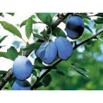  фруктовое дерево рассада чернослив саженец Stanley 2~3 год сырой 7 номер 1 шт. . реальный. фруктовое дерево саженец листопадные растения s Momo 