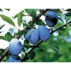 果樹苗プルーンサンプルーン4.5号ポット