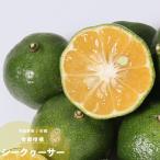 si-k.-sa- фруктовое дерево саженец цитрусовые 1 год сырой 4.5 номер диаметр 13.5cm pot рассада вечнозеленое дерево si-kwa-sa-