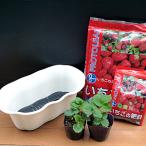  можно выбрать . тяпка . клубника культивирование в комплекте лотерейный мешок клубника рассада 2 вид & земля & удобрение & посадочная машина. комплект бесплатная доставка, но размер. отношение . др. товар . включение в покупку. невозможно 