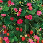  4 сезон становится клубника ( клубника ) розовый 3 номер ( диаметр 9cm) pot рассада 1 шт клубника рассада 4 сезон ... сделка 