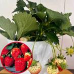  клубника ( клубника ).....5 номер горшок ( диаметр 15cm)1 шт клубника рассада 