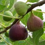 果樹苗イチジク苗木[日本種]2~3...
