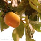  фруктовое дерево рассада устрица саженец . осень / Edo один 1 год сырой контактный . дерево 4.5 номер ( диаметр 13.5cm) pot рассада фруктовое дерево саженец листопадные растения .. хурма рассада 