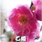  цветок . много. цветок слива холод слива ..6 номер угол горшок ( диаметр 20×15cm) день . не необходимо вода . температура только . цветение. вид. отношение . др. товар .. включение в покупку отгрузка. невозможно 