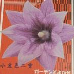 宿根草桔梗小豆色二重3号1株ポット...