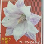 宿根草桔梗紅絞り二重3号1株ポット...