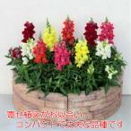 金魚草 花 苗 キンギョソウ キャンディートップス 四