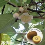  фруктовое дерево рассада киви саженец киви мужской дерево Monkey King (.....) 4.5 номер ( диаметр 13.5cm) pot рассада фруктовое дерево саженец ... листопадные растения 