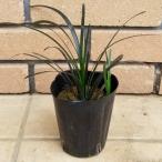  чёрный дракон kokryuu рассада почвопокровные растения офиопогон японский janohige1 pot день ..... затенитель от солнца сад 