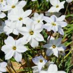 イフェイオンハナニラホワイトスター...