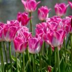  тюльпан Royal тонн персик белый 2 цвет .. один -слойный ..22 лампочка упаковка бесплатная доставка по всей стране осень .. зима .. весна .. луковица крыло lishu сад комплект 