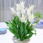  тюльпан цветок луковица весна Sapporo. близко . вид белый Triumph .ta- 100 .......22 лампочка упаковка посадочная машина крыло lishu сад бесплатная доставка по всей стране комплект 