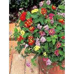 ランタナ 花 苗 落葉低木七変化 9ｃｍポット1株 夏