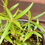  трава лимон чайное дерево repto spec rumam3.5 номер ( диаметр 10.5cm) pot рассада 1 шт половина выдерживающий холод . вечнозеленый низкий дерево сад рассада 