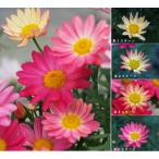 マーガレット 花 苗 鉢植え シンプリーコーラル １株 