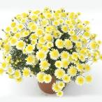 マーガレット花苗鉢植えソレミオ１株...