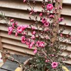 ギョリュウバイ 魚柳梅 6号鉢 （直径18cm）ピンク 常緑低木 マヌカハニーの木