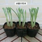  лук-батун рассада овощи очень выгодный 3 pot комплект синий лук порей лист . огород кухня садоводство товар вид. .. нет но обычный лук-батун. 