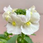 宿根ネメシアホワイト3号ポット苗1...
