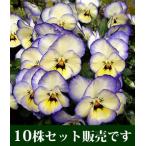 よく咲くスミレソーダポット苗10個...