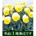 よく咲くスミレレモネードポット苗1...