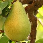  фруктовое дерево рассада груша [ порог двери штанга ] груша обыкновенная большой выход распродажа 2 год ~3 год предмет 7 номер ( диаметр 21cm) pot рассада фруктовое дерево саженец нет нет листопадные растения др. товар включение в покупку не возможно. одиночный . отправка товар 