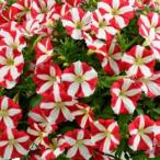 ペチュニア アモーレシリーズ　キングオブハート 3号（直径9cm）ポット苗　1株 M＆Bフローラ 寄せ植え 季節の花苗 イングリッシュガーデンに