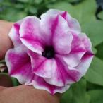 ペチュニア 花 苗 ペチニア 桃ふたえ 1株 寄せ植え イ