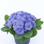 宿根草 八重咲き プリムラ ベラリーナ ウォーターカラ