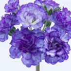 プリムラ ポリアンナ クリスタルファウンテン 3号（直