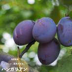  фруктовое дерево рассада чернослив саженец вешалка Lien 1 год сырой контактный дерево 4.5 номер ( диаметр 13.5cm) pot рассада фруктовое дерево саженец листопадные растения s Momo 