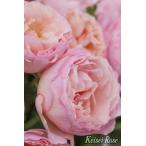 大苗・バラ大苗プリンセスシャルレー...