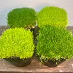 sagina( Irish Moss ) 3 номер ( диаметр 9cm) pot рассада 1 шт 2 цвет из выберите .. Ricci почвопокровные растения оптимальный 