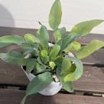 fre корпус um* ole um* blue star 3 номер ( диаметр 9cm) pot рассада 1 АО sida растения затенитель от солнца сад день .. двор . зеленый .!