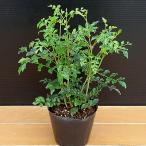  сразу значительно становится вечнозеленый ясень диаметр 9cm pot рассада 