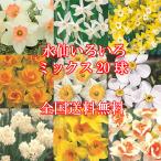 水仙 花 球根 すいせん スイセン最低7〜8種組み合わせ まとめて植える20球