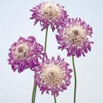  cкабиоза оскфорд голубой 1 АО a Toro pa-p редкость вид . корень .