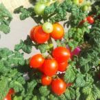  Голландия из .....[ Mugen помидор ] tree такой как становится число год ...!! 3 pot комплект 10.5cm pot мини помидоры много .. изначальный ....