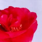 .( камелия )....... огонь (....) 4 номер ( диаметр 12cm) pot рассада выдерживающий холод . вечнозеленое дерево семья . символ tree 