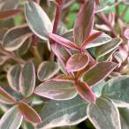 ウグニ（チリグアバ）3号（直径9cm） 