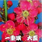  цветок . много. цветок слива красные цветы сливы ..6 номер угол горшок ( диаметр 20×15cm) день . не необходимо вода . температура только . цветение. вид. отношение . др. товар .. включение в покупку отгрузка. невозможно 