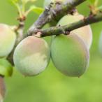  реальный слива фруктовое дерево саженец ume..1 год сырой контактный дерево 4.5 номер ( диаметр 13.5cm) pot ..