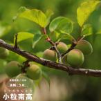  фруктовое дерево рассада юг высота маленький шарик саженец слива большой выход распродажа 2 год ~3 год предмет 7 номер ( диаметр 21cm) pot рассада фруктовое дерево саженец листопадные растения ume слива рассада др. товар включение в покупку не возможно. одиночный . отправка товар 