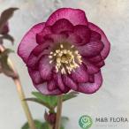 クリスマスローズ エレガンスルージュクリスタル 八重咲き・中輪 ハイエンドセレクション 9cmポット ミヨシ M&Bフローラ クリスマスローズ 苗
