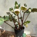 ショッピングクリスマスローズ クリスマスローズ ニゲルハイブリット エクリュ フラミンゴ 一重咲き・小輪 13.5cmポット苗 ミヨシ M&Bフローラ クリスマスローズ 苗